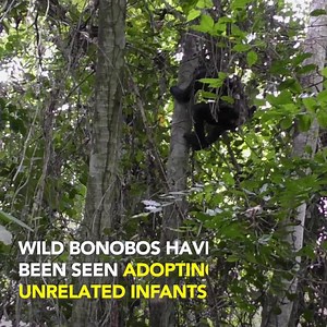 Two wild bonobos in the Luo Scientific Reserve in the Democratic Republic of the Congo were observed to adopt infants from different social groups, according to a new study. These are said to be the first recorded cases of great apes adopting unrelated individuals. Read more at: https://news.mongabay.com/2021/03/unrelated-adoptions-by-bonobos-may-point-to-altruistic-traits-study-says/ | Mongabay.com