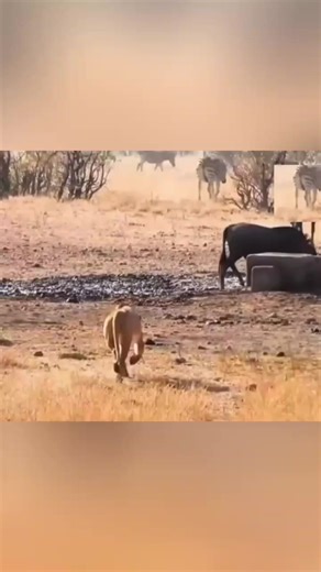 Dato interesante sobre la leona