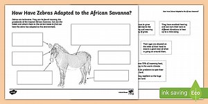 Zebras in the African Savanna