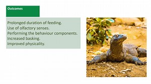 In today's #ABMABehaviorMonth2024 post, we learn "How to Enrich Your Dragon- Using a behaviour workflow process to identify how to change the way we feed a Komodo dragon at ZSL London Zoo." | The Animal Behavior Management Alliance (ABMA)