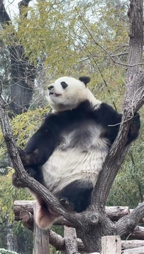 Come and watch the giant panda Menglan at 8 o clock sharp. Come on#Meng LAN#Menglan Mo