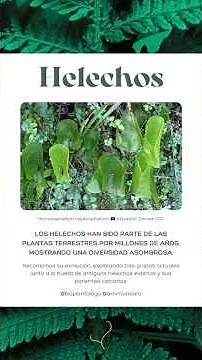 Helechos: evolución, diversidad e historia natural 🪴