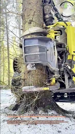 * Greifen, fällen, entasten: Wie die Maschine im Wald Bäume in einem Zug erntet