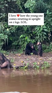 10K reactions · 494 shares | The Tchimpounga Sanctuary, also known as...