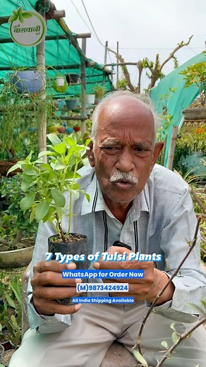 18K views · 77 reactions | 7 Types of Tulsi Plants  朗 . . . Don’t...