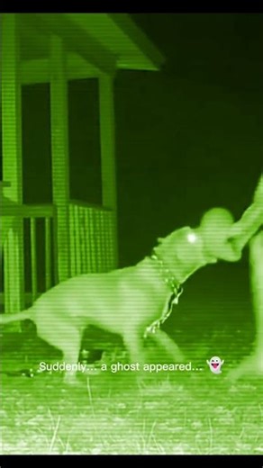 Dog and Ghost fight… What Happened Next? 😱👻🐕 #shorts #scary #creepy #horror #ghost