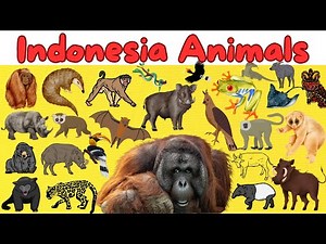 Meet Animals from Indonesia | Wildlife of Indonesia | Get Ready to Experience Indonesia's Wildlife