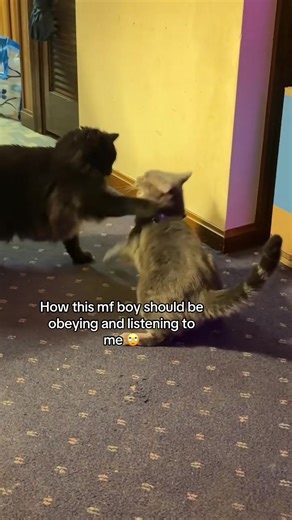 My Cat Takes After Me: A Heartwarming Tale