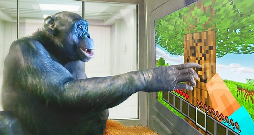 L'incroyable histoire du singe qui a appris à jouer à Minecraft : une avancée pour la recherche sur le comportement animal - Minecraft.fr