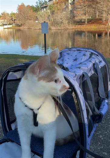 Cat Leash Training: A Journey to the Great Outdoors