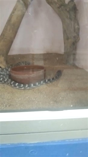 #poisonous #snake #cat_snake #wildsnake #thiruvananthapuram #snake_park