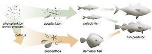 What's the difference between pelagic and demersal fish? [2025] | QAQooking.wiki