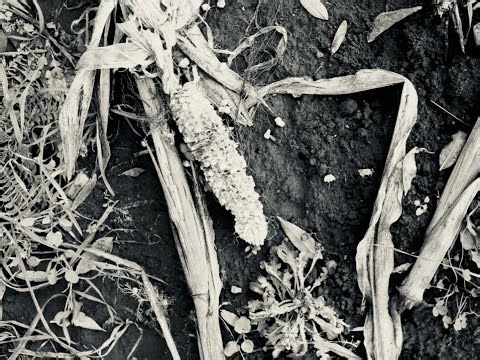 Corn Husks Belper by Sarah Skinner