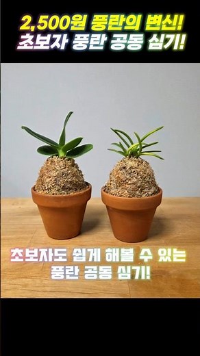 2,500원 풍란의 변신! 50초로 보는 초보자 풍란 공동 심기! 수태망으로 전문가 처럼 풍란 심어 보기!-홈가드닝 아파트정원 HomeGardening #식물키우기 #plants