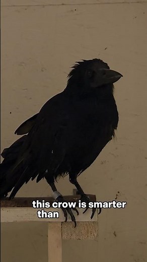 Crows are Smart! 🐦‍⬛Even Smarter than your Kid! Bird Intelligence Explained!
