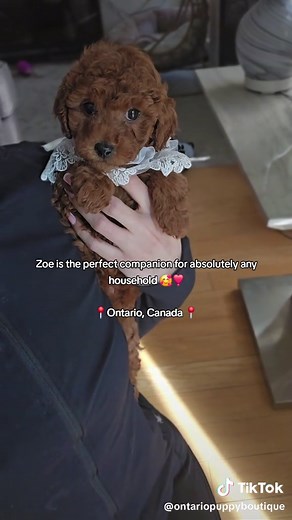 📍Located in Ontario, Canada 🇨🇦 📞 Call/Text/Whatsapp 905-960-8780 ✉️ info@ontariopuppyboutique.com ontariopuppyboutique.com #torontotiktok #canada #ontario #toronto #toypoodle #adoptme
