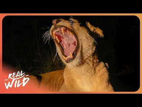 LIONS: The Deadliest Night Hunters In Africa