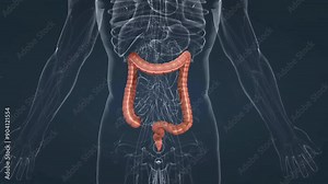 Anatomy and parts of large intestine