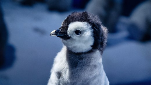 Sparky 6.0: Das Linux-Leichtgewicht basiert erstmals auf Debian 11