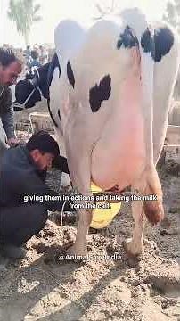 🥛 Did You Know Milk Only Comes After a Cow or Buffalo Gives Birth?