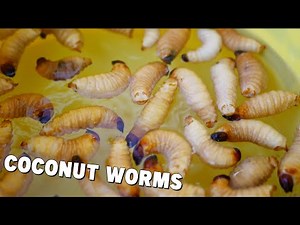 Traditional Fried Coconut Worms (Mpose) || Traditional Congolese Food