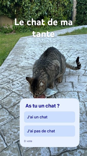 J’ai pas de chat