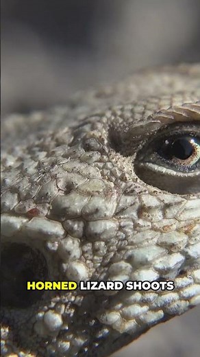 Interesting facts about lizards