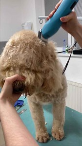 Curly goldendoodle grooming!