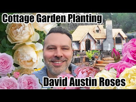 How to Plant a Rose at Home // Bare Root & Potted