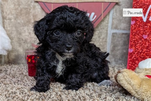 Joey - Lhasapoo Puppy 286272