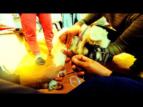 kennel Cough in pomeranian Dog @globalpetsclinic