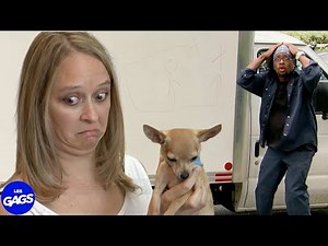 Son chien fait des dessins à 1000$ | Juste Pour Rire Les Gags