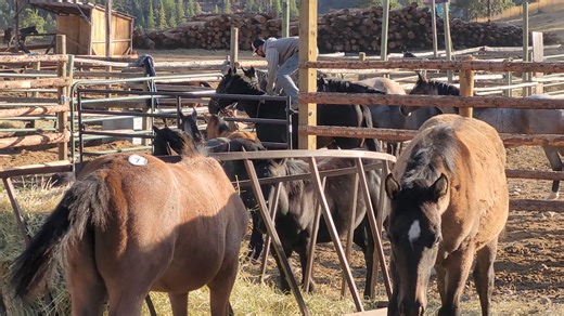 Just Jake doing Jake shit.... On a two year old stallion who's never felt a saddle.... | Joel Kretz Promised Land Ranch