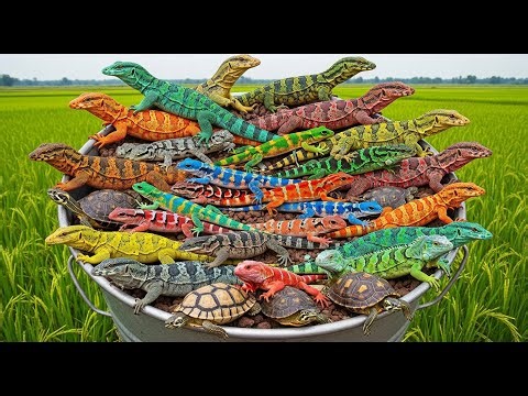 Part 7 Catching insects in the Wild I got Colorful Beetle, gecko, iguana, Python, Turtle, betta.