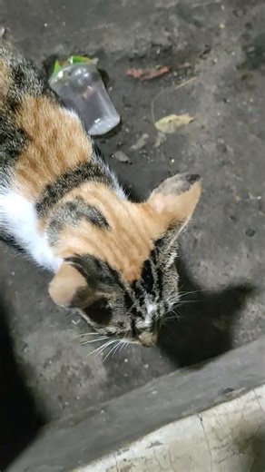 cat alone [ kitten meowing #cat #catlover #cutecat