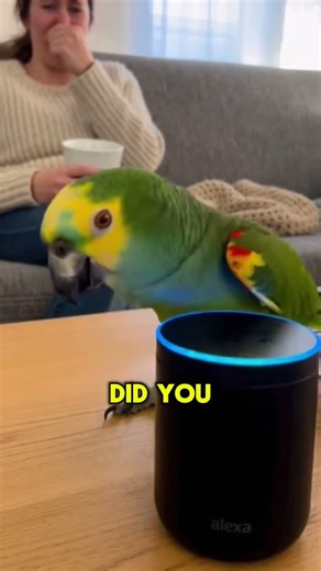 This Parrot's Alexa Complaint Is Too Real 😭🦜 #PetComedy #Relatable
