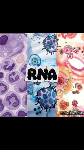 Name a better trio than mRNA, tRNA, and rRNA 🤗 #bio #edits #niche #cells #science