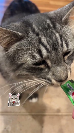 Just a cute kitty having a churro 🐱 #catvideos #kitty