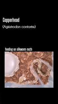 Copperhead eating insects and frozen-thawed rodents. #copperhead #reptilesofnorthamerica #reptizoo