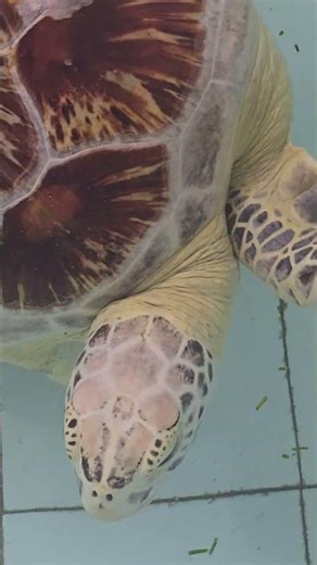 Sea Turtle Resting at the Edge – Relaxing End Scene