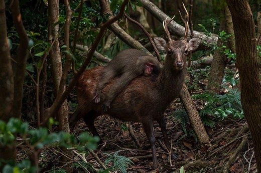 This deer-riding monkey could rewrite the story of evolution. Here’s why | BBC Science Focus Magazine