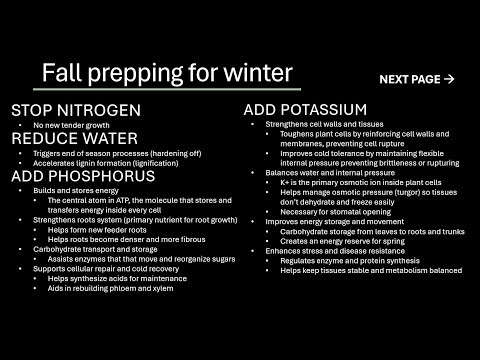 Fig tree fall prep for winter and spring