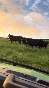 Calving season is here… fall calving that is! 🍂 50 head here we go! #cattle #farming #calvingseason | Ristau Family Farms