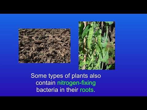 GCSE Biology Revision The Nitrogen Cycle (Triple)
