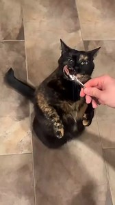 239K views · 3.6K reactions | Introducing the Tortoiseshell Cat, the famous "Tortitude" is no myth. #cutecatsoftiktok #catsoftiktok #catsdoingthings | catstalesdaily | Facebook