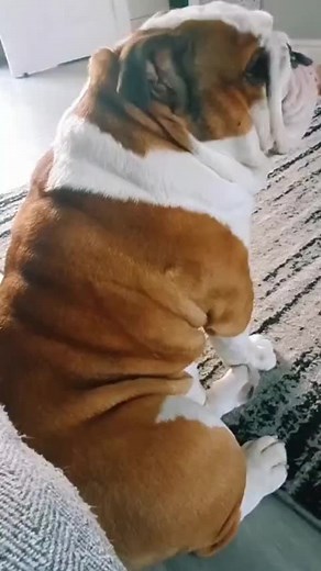 Hilarious Bulldog Moments with Pablo