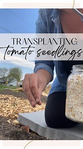 I started these little tomato seedlings in a greenhouse milk jug over a month ago. They’re ready to be transplanted out into the larger garden! if you have questions about early sowing in milk jugs to use as a greenhouse, please see my reel “Milk Jug Greenhouse” from March 26 for details 😉💙 prep the soil by loosening a small hole and add whatever soil amendments you need for the garden. I added crushed eggshells that I had prepared a few weeks ago. Tomatoes thrive on calcium and adding this to