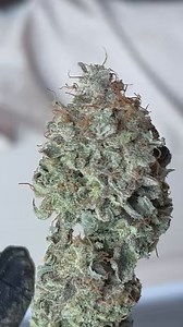 White Widow OSC cut. Rare cut. Literally has been alive since the 90s Seeds and cuts are availablehttps://t.co/Pc5NcYoqbm