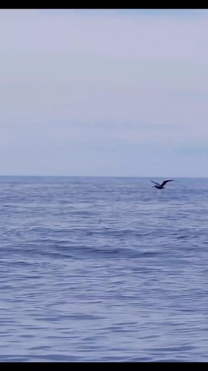 283K views · 4.4K reactions | i believe i can fly . Never seen this before ray wants to fly #JohnFishingAdventure | John Fishing Adventure | Facebook