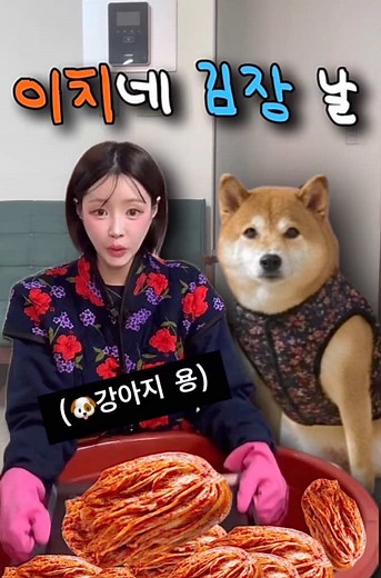 이치네집 김장했어요🥬🦊 #시바견 #이치 #보쌈먹방 #먹방 #김치먹방